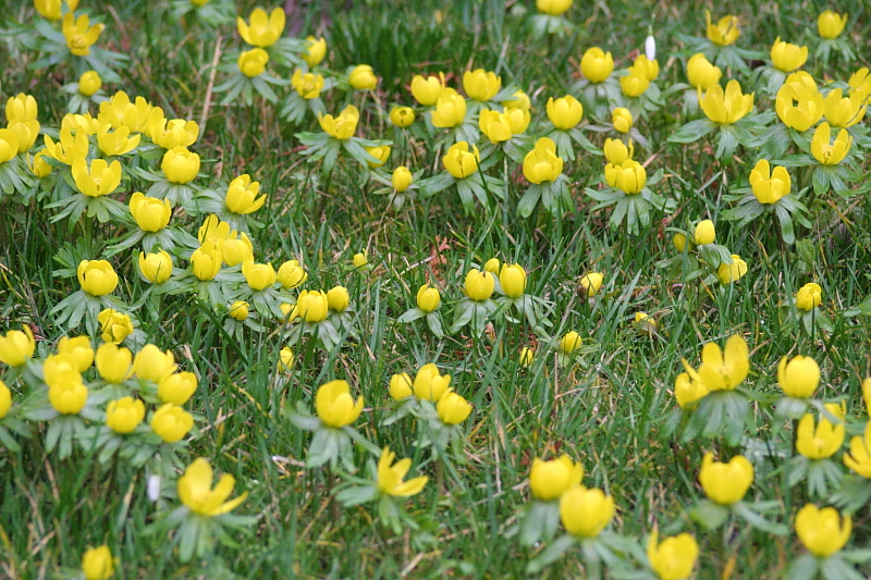 Gelber Winterling im Gras - Winterling (Eranthis hyemalis) Hahnenfußgewächs